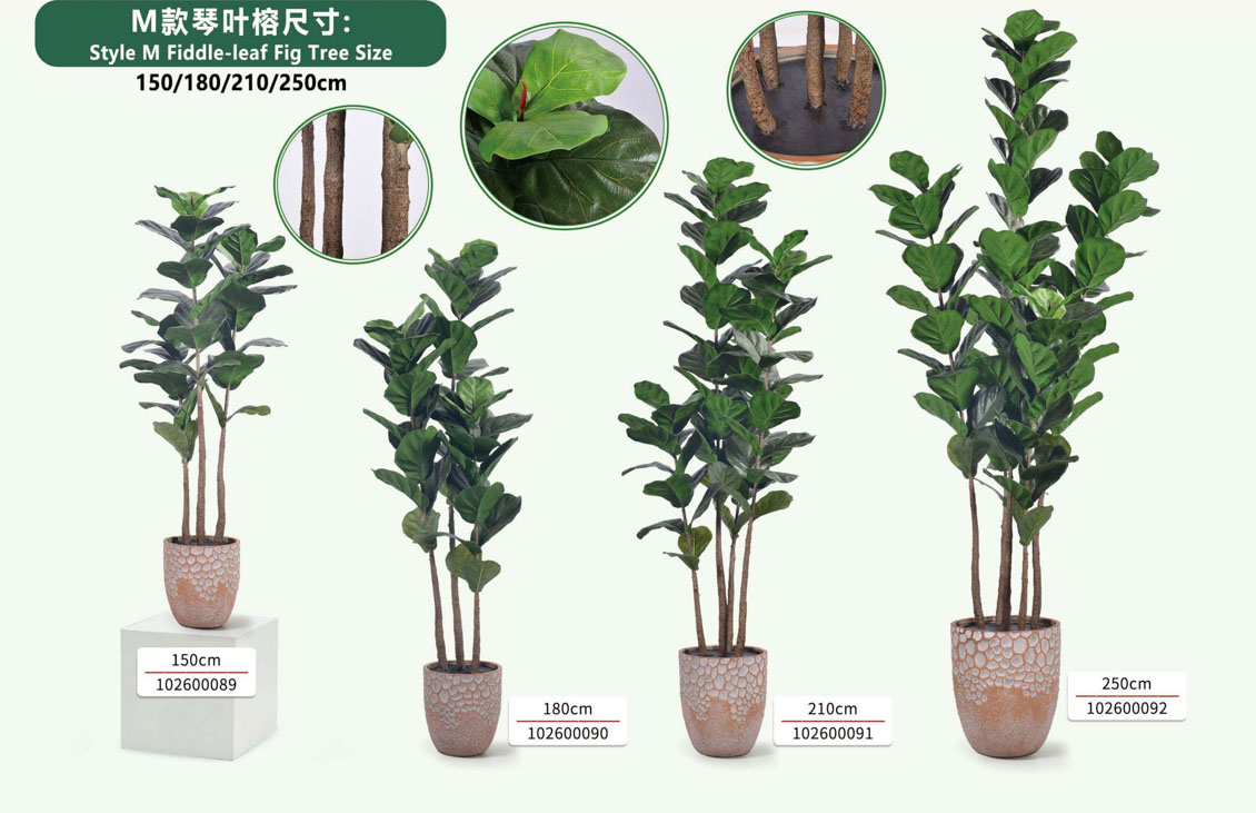 Fiddle-Leaf Fig for Hotel Lobby Fiddle-Leaf Fig for Hotel Lobby