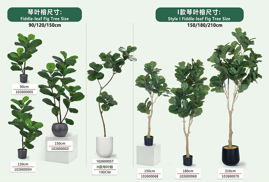 Fiddle-Leaf Fig for Hotel Lobby