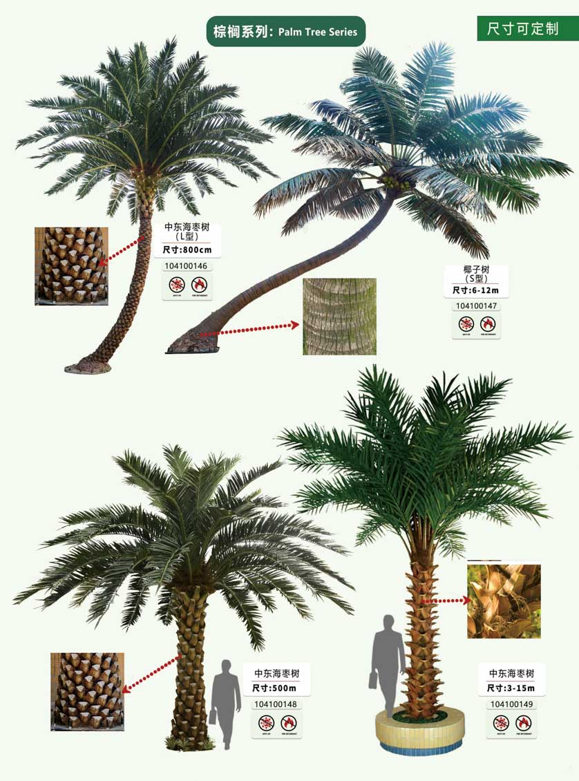 Date Palm for Hotel Lobby Date Palm for Hotel Lobby