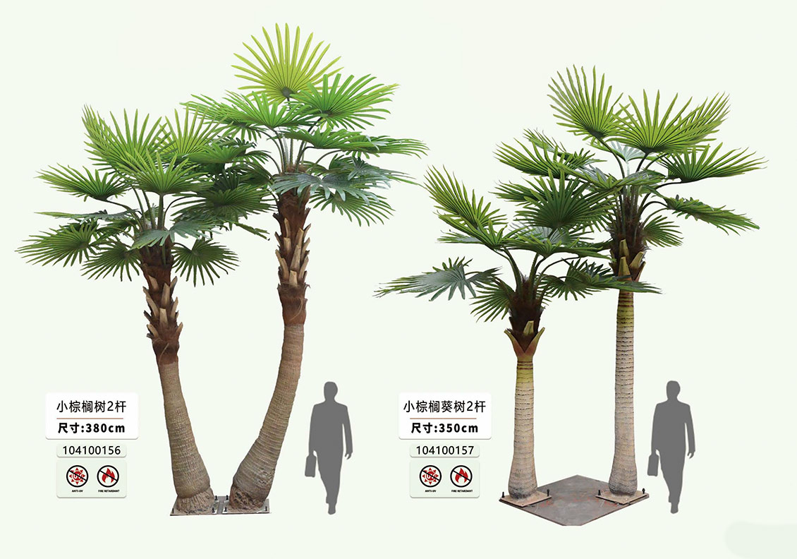 Fan Palm for Hotel Lobby Fan Palm for Hotel Lobby