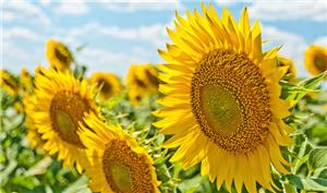 I girasoli europei sono molto richiesti