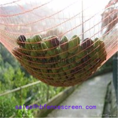 Supply Olive Net, Olive Net Factory Quotes, Olive Net Producers