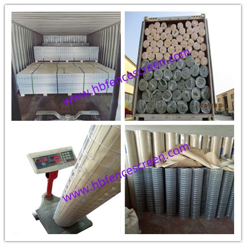 Galvanized Square welded wire mesh fence