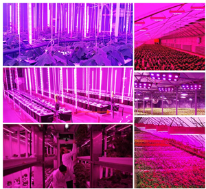 Houkem full spectrum grow light using at greenhouse with Veg