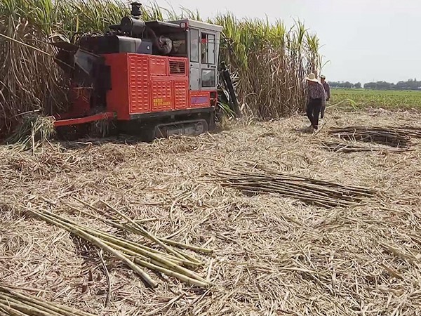 Whole Stalk Sugarcane Harvester Machine