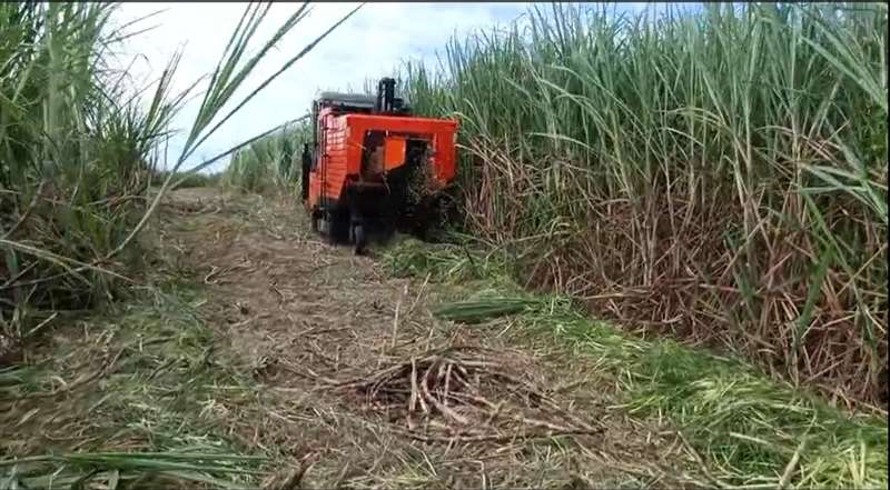 mechanical harvesting of sugarcane