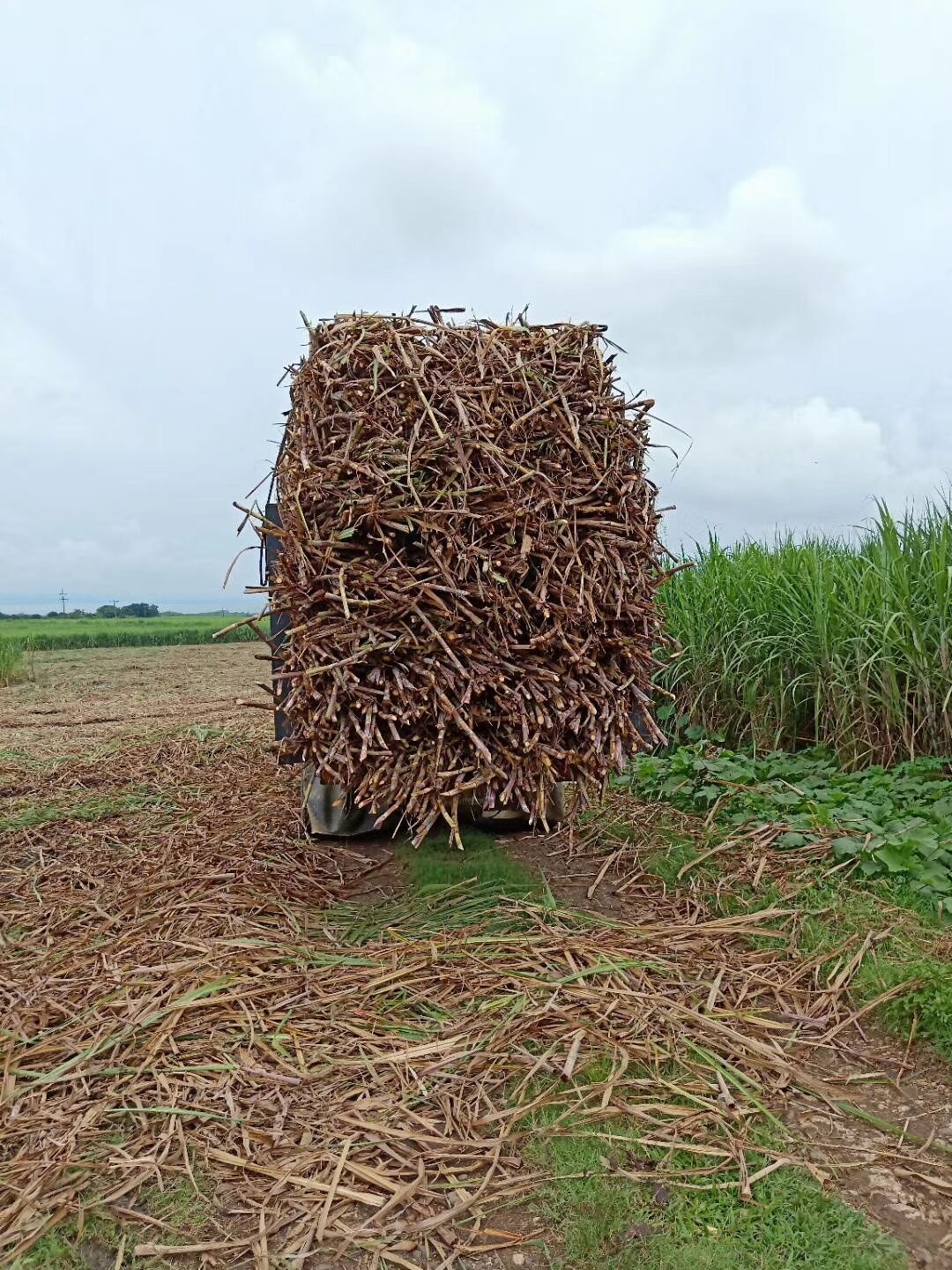 Sugarcane Harvester