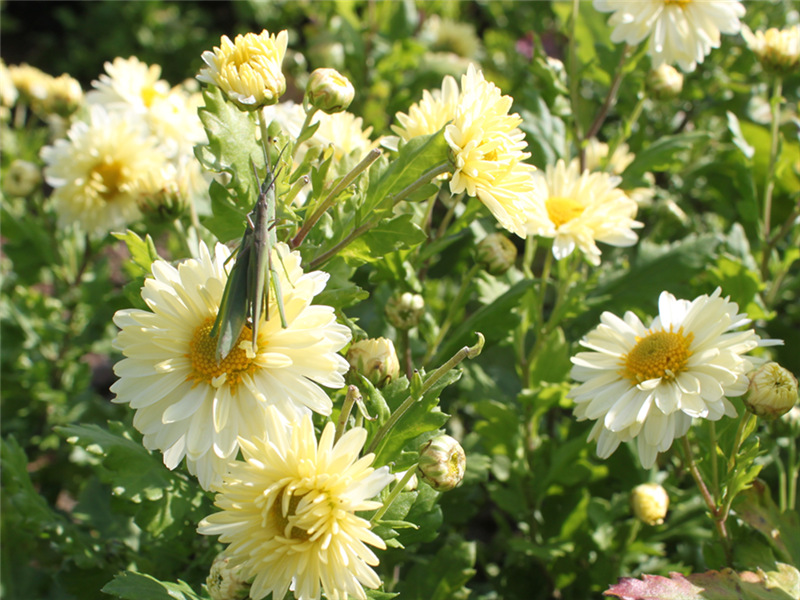 Chrysanthemum Flowers Farm