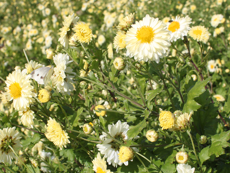 Flos Chrysanthemi