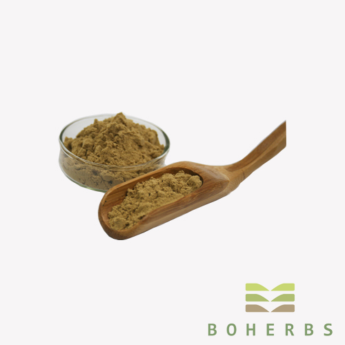 Echinacea Purpurea Extract Powder