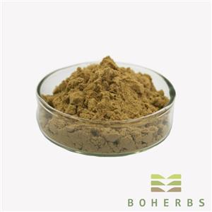 Echinacea Purpurea Herb Extract Powder