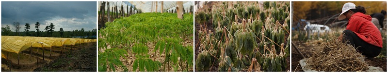 Ginseng Root Farm