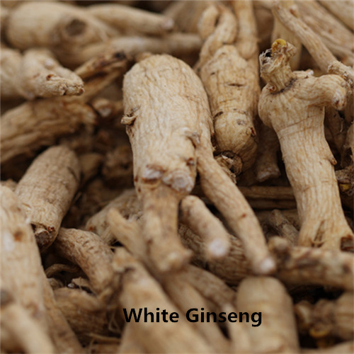 Panax Ginseng