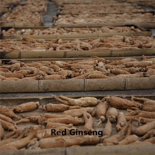 Ginseng Root