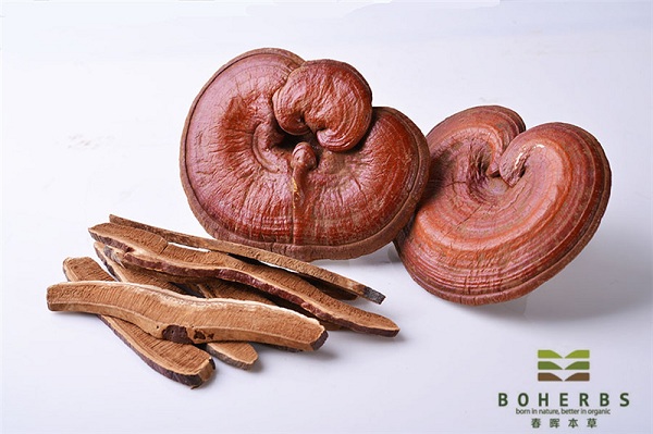 Ganoderma Lucidum