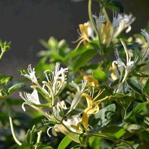 Dried Honeysuckle Buds