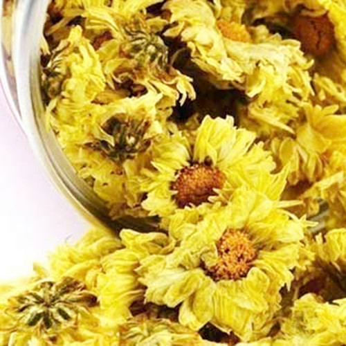 Chrysanthemum For Sale