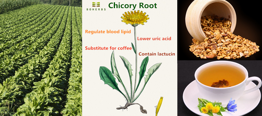 Chicory Root