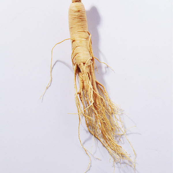 White Ginseng Root Supplier