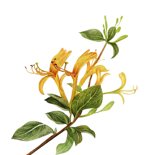 Honeysuckle For Medicine