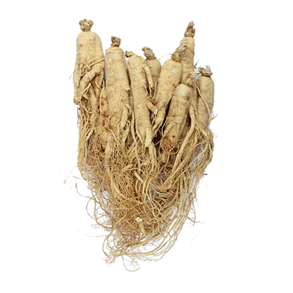 Wild Ginseng Whole Root