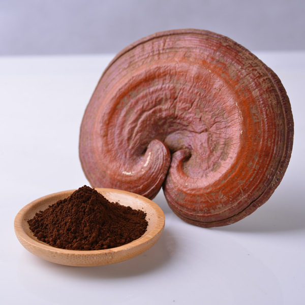 Ganoderma Lucidum Supplier