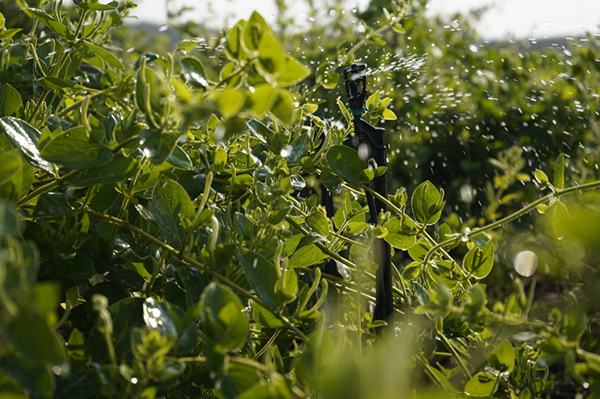 Organic Honeysuckle