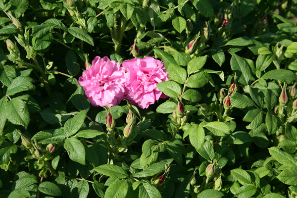 Rose Flower Tea