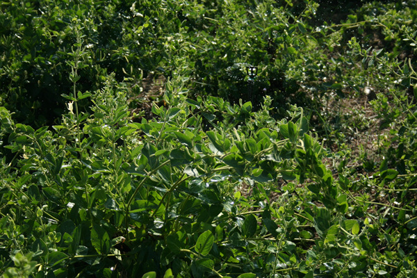 Organic Honeysuckle Farm