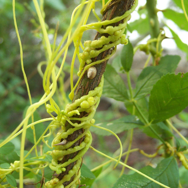 Dodder