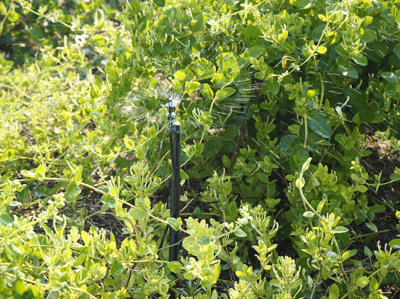 Honeysuckle Herbal Tea