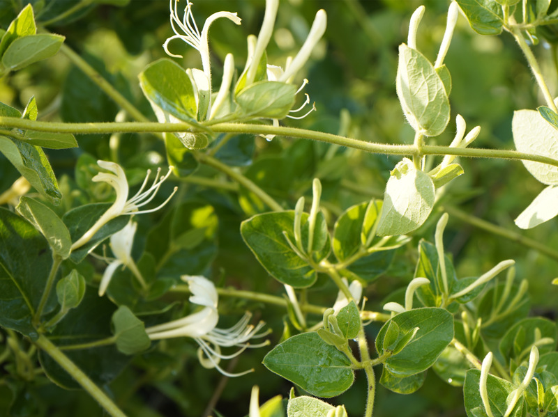 Organic Honeysuckle Flower