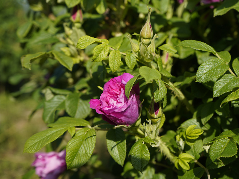 Rose Buds Tea