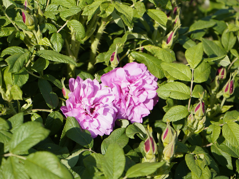 Rose Bud