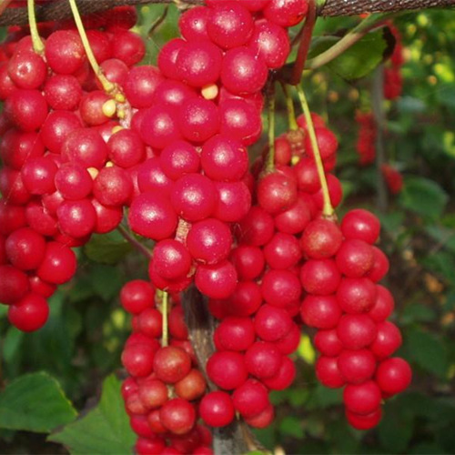 Schisandra Anti - Oxidation And Anti - Aging Effect