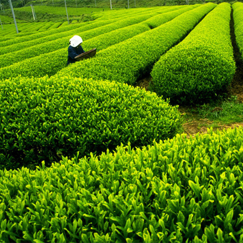 Can Green Tea Extract Help Fight Cancer?