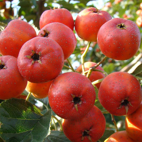 Hawthorn Fruit