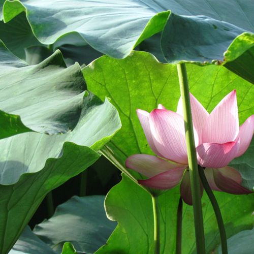 Lotus Leaf