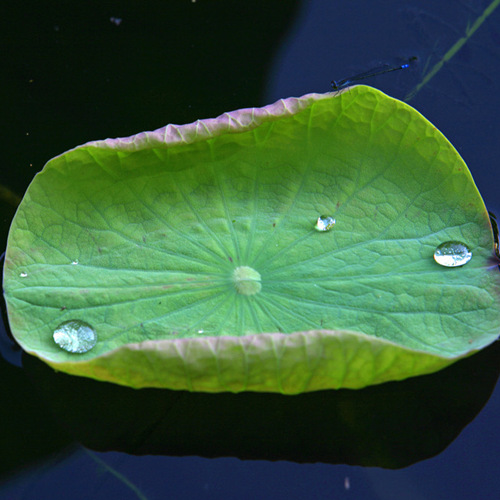 Lotus Leaf