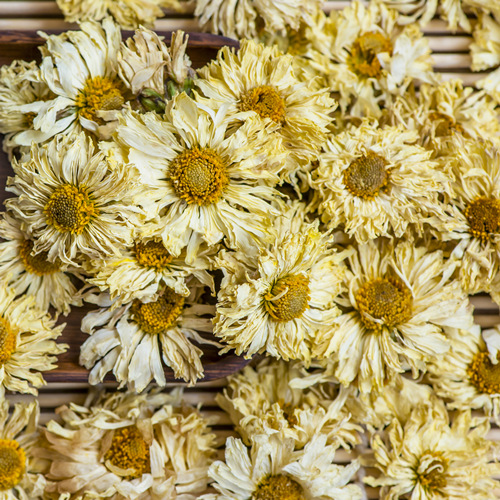 Chrysanthemum Flower