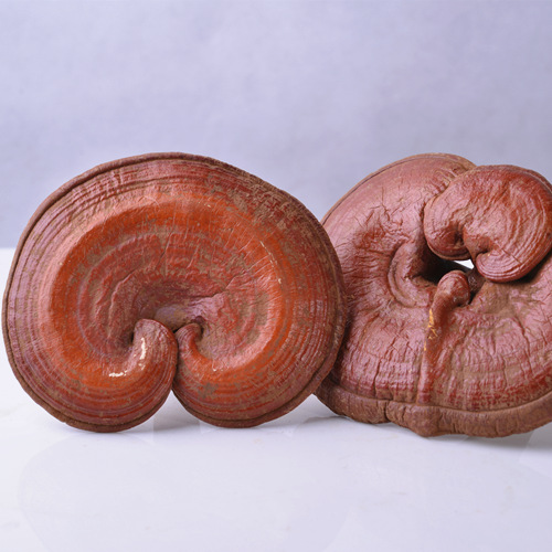 Ganoderma Lucidum Mushroom