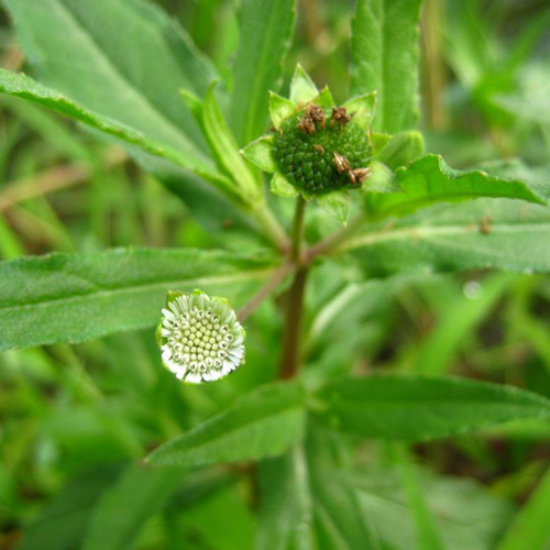 Herba Amurensis