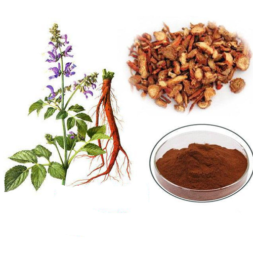 Salvia Miltiorrhiza Extract