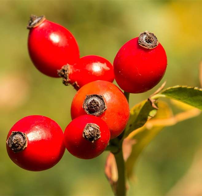 Rose Hip Extract