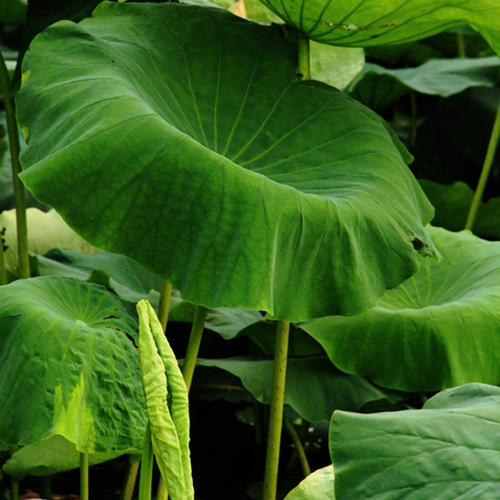 Lotus Leaf Whole