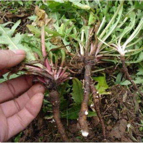 Dandelion Root Organic Certified