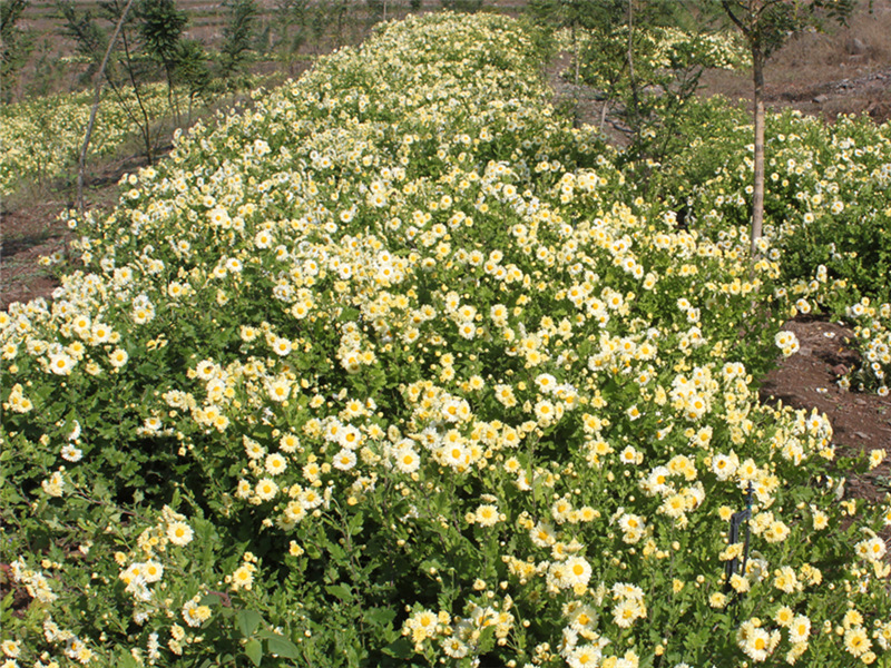 chrysanthemi flower farm.jpg