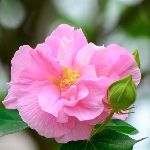 Dried Confederate Rose Flower