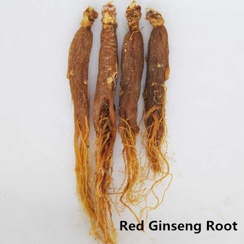 Supplier Red Ginseng utama Root