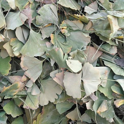 ginkgo Biloba